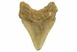 Fossil Megalodon Tooth - North Carolina #328441-2